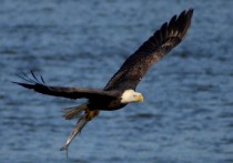 Bald Eagle at Conowingo Dam Maryland 