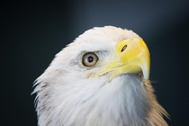 Bald Eagle Haliaeetus leucocephalus 