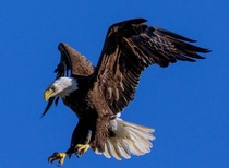 Bald Eagle - Hunting- Wow x OC
