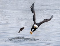 Bald Eagle loses a fish 