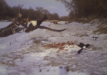 Bald eagles fighting over a deer carcass  by Sean Metzger