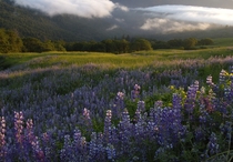 Bald Hills Lupine and Fog Redwood National and State Parks California 