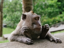 Balinese long tailed macaque Macaca fascicularis sitting comfortably  OCOS