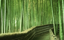 Bamboo Forest in Kyoto Japan 