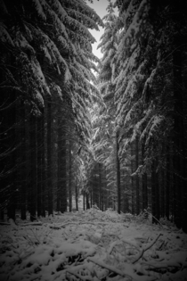 BampW impression of a walk in a snowy forest in Saxony Germany 