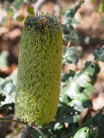 Banksia grandis inflorescence found in the Perth hills