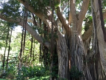 Banyan Tree a kind of Fig genus Ficus - 