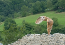 Barn owl in flight 