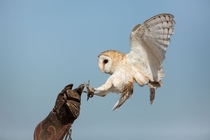 Barn owl landing on falconers hand 