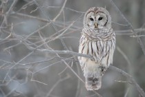 Barred Owl in Winter Strix Varia 