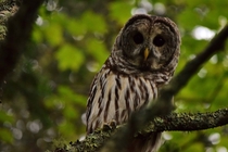 Barred Owl posing for me on Madeline Island  x