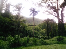 Base of the Manoa Falls Trail in Oahu Hawaii 