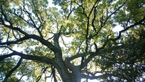 Basking Oak Tree  Ft Worth Texas by Matthew Sims