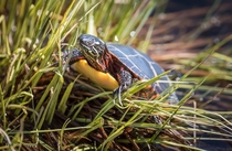 Basking Turtle - Warm sun soft bed aaahhh 