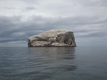 Bass Rock Gannet Colony Scotland 