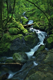 Bay Area Spring Green Cataract Falls CA 
