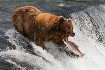 Bear about to catch a salmon Photo credit to Nick Dale