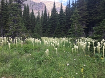 Bear grass for days Alberta Canada 