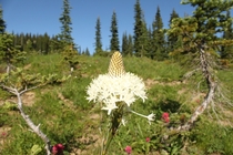 Bear Grass found in Cascade Mountain Range WA State 
