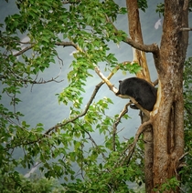 Bear in a tree Kenai Penninsula Alaska 