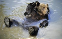 Bear relaxing in the water 