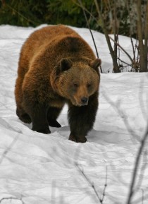 Bear strolling around in Bavarian Forest 