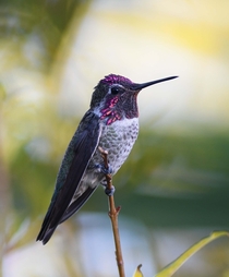Beautiful Annas Hummingbird 