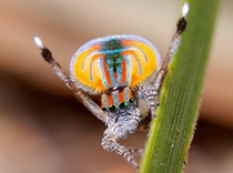 Beautiful Australian Peacock Spider 