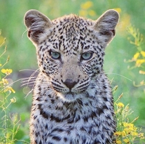 Beautiful Blue-Eyed Leopard Cub 