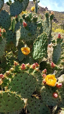 Beautiful cactus bloom in the Sonoran Desert Cave Creek AZ