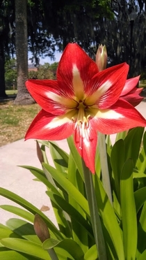 Beautiful contrast of red and white in this Lily Lilium 