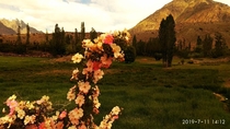 Beautiful Flowers And The Mountain Behind it At Phandar Valley Pakistan 