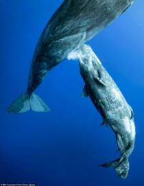 Beautiful footage present mom sperm whale feeding its calf by injecting milk into the ocean