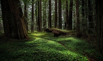 Beautiful forests of Northern California 