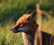 Beautiful Fox  x 