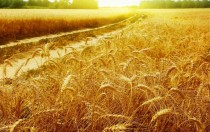 Beautiful golden wheat field in Saskatchawan prairies 