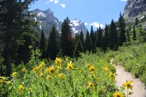 Beautiful hike up to Inspiration Point in the Tetons - 