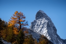 Beautiful old larch in its golden autumn colours with the Matterhorn in the background 