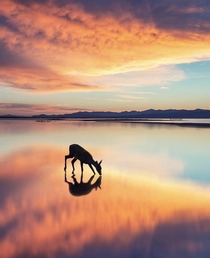 Beautiful pic of a deer with the sky reflecting on the water