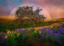 Beautiful rainbow framing the trees and wild flowers in Washington US by Marc Adamus 