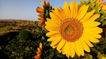 Beautiful sunflowerIran iso