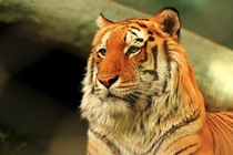 Beautiful tiger huge portrait 