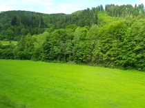 Beautiful Trees in Baden-Wrttemberg Germany 