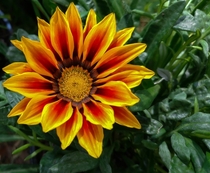 Beautiful Yellow and Red flower Anyone know the name 