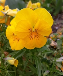 Beautiful yellow pansies