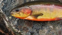 Beautifully Colored Golden Trout 