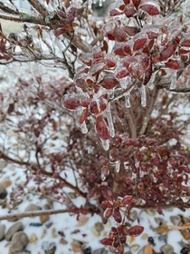 Beautifully frozen red colored bush covered with ice  KentuckyUSA