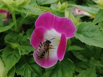 Bee about to collect some pollen 