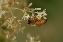 Bee collecting pollen 