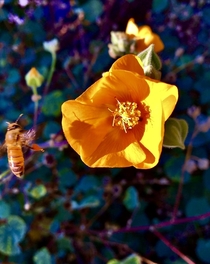 Bee coming in for a landing on a California Poppy Eschscholzia californica last Spring 